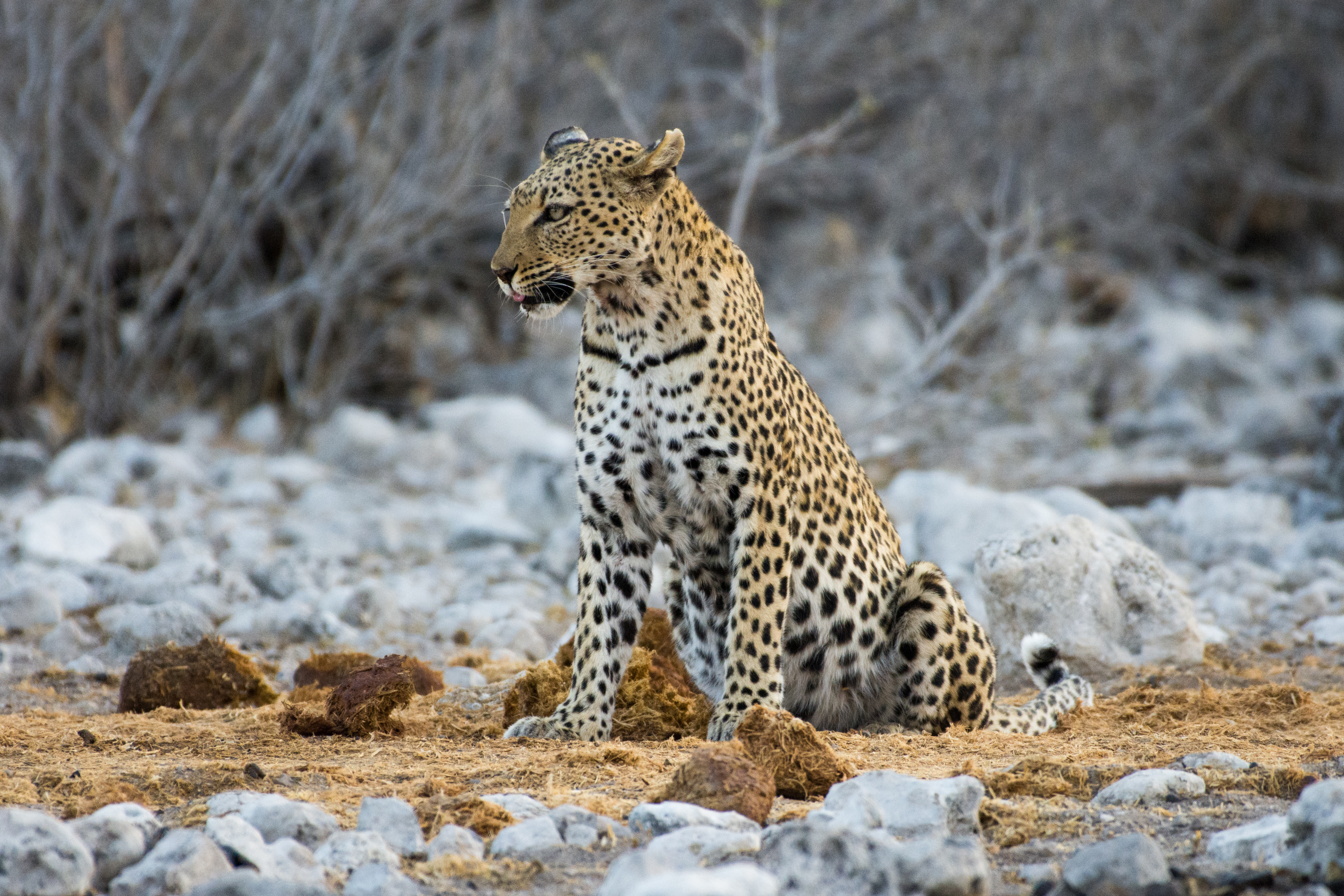 Olifanten in Etosha National Park